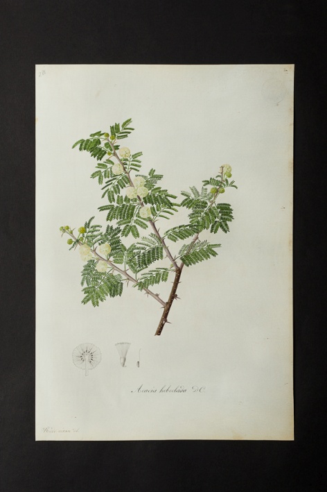 Acacia hebeclada @ Université de Montpellier - Yannick Fourié