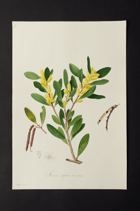 Acacia sophora @ Université de Montpellier - Yannick Fourié