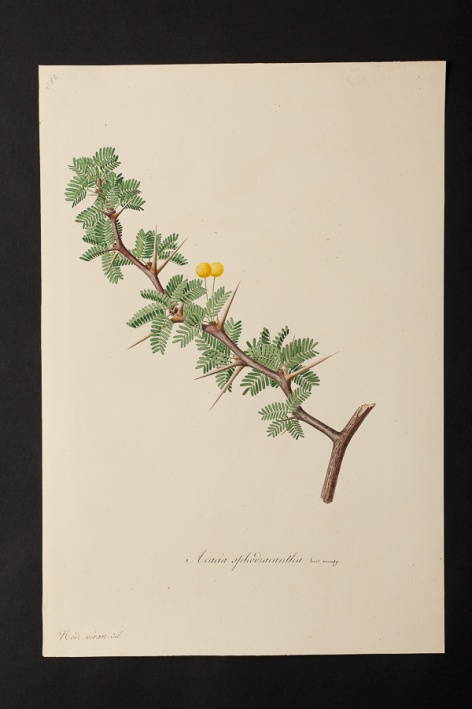 Acacia sphodracantha @ Université de Montpellier - Yannick Fourié