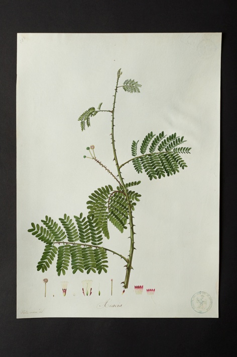 Acacia sp. @ Université de Montpellier - Yannick Fourié