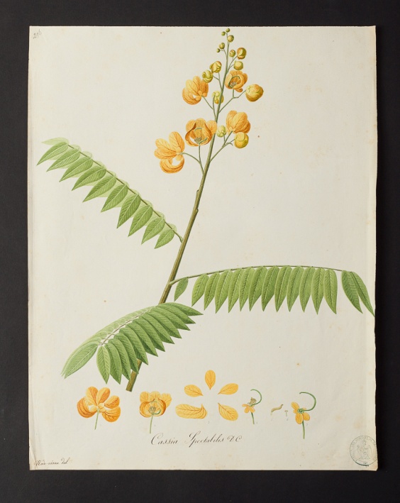 Cassia spectabilis @ Université de Montpellier - Yannick Fourié