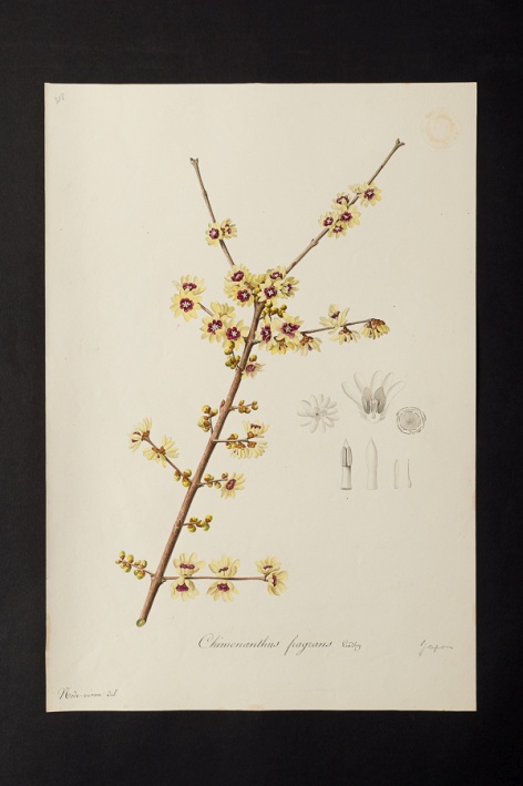 Chimonanthus fragrans @ Université de Montpellier - Yannick Fourié