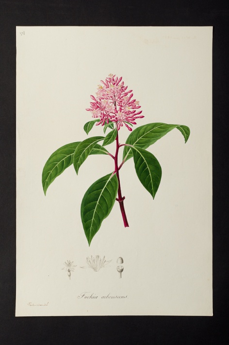 [Fuchsia] arborescens @ Université de Montpellier - Yannick Fourié