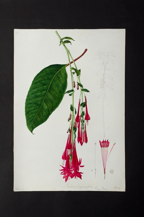 Fuchsia corymbiflora @ Université de Montpellier - Yannick Fourié