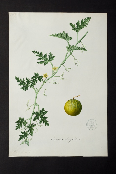 Cucumis colocynthis @ Université de Montpellier - Yannick Fourié