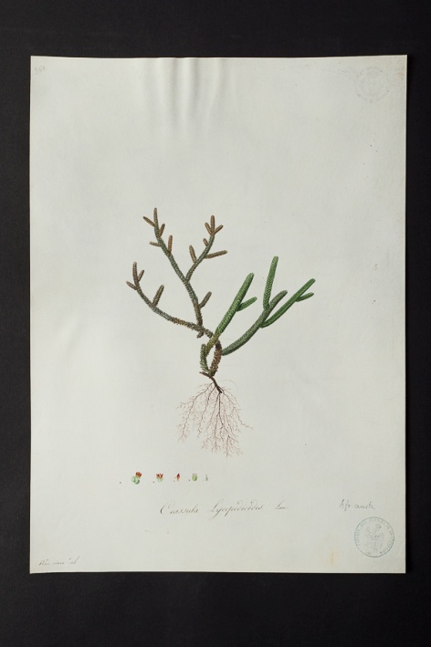 Crassula lycopodioides @ Université de Montpellier - Yannick Fourié