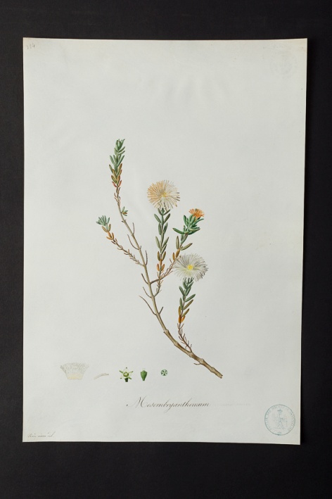 Mesembryanthemum sp. @ Université de Montpellier - Yannick Fourié