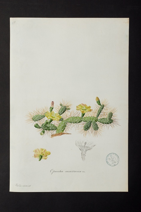 Opuntia curassavica @ Université de Montpellier - Yannick Fourié