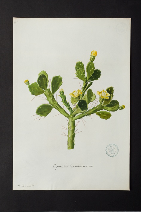 Opuntia brasiliensis @ Université de Montpellier - Yannick Fourié