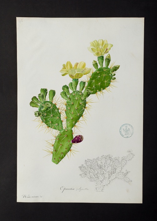 Opuntia sp. @ Université de Montpellier - Yannick Fourié