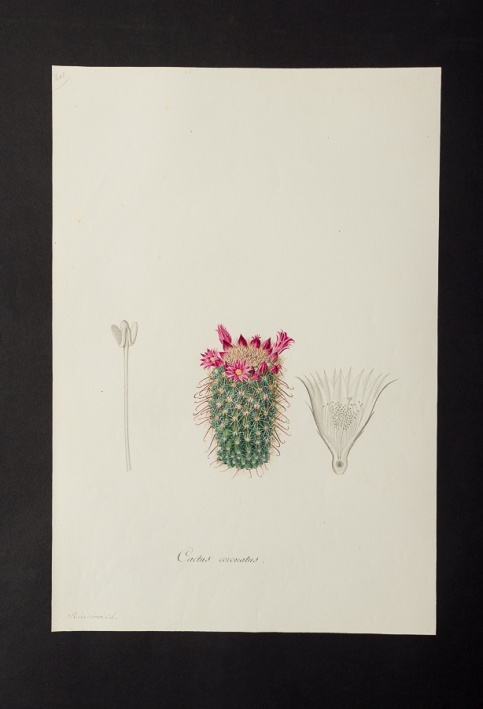 Cactus coronatus @ Université de Montpellier - Yannick Fourié