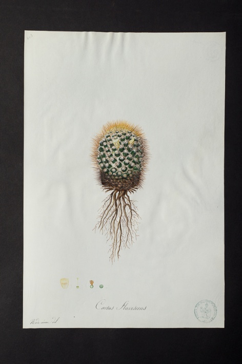 Cactus flavescens @ Université de Montpellier - Yannick Fourié