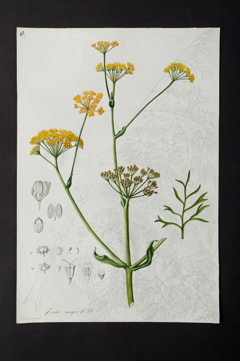 Ferula major @ Université de Montpellier - Yannick Fourié