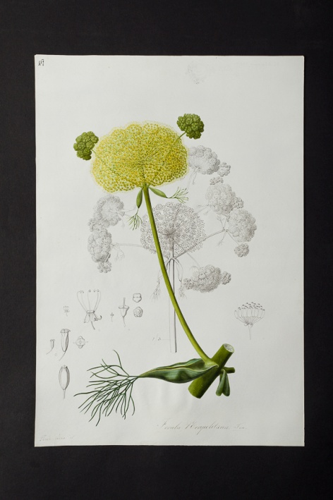 Ferula neapolitana @ Université de Montpellier - Yannick Fourié