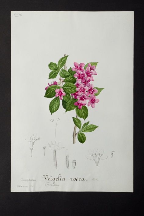 Weigelia rosea @ Université de Montpellier - Yannick Fourié