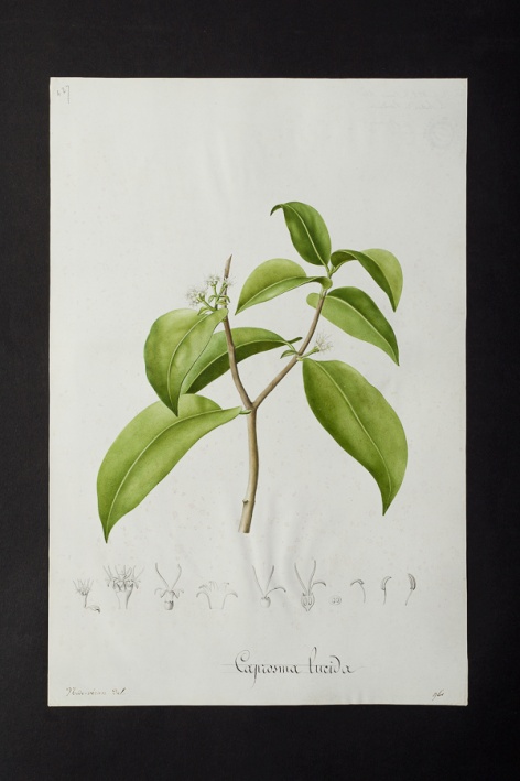 Coprosma lucida @ Université de Montpellier - Yannick Fourié