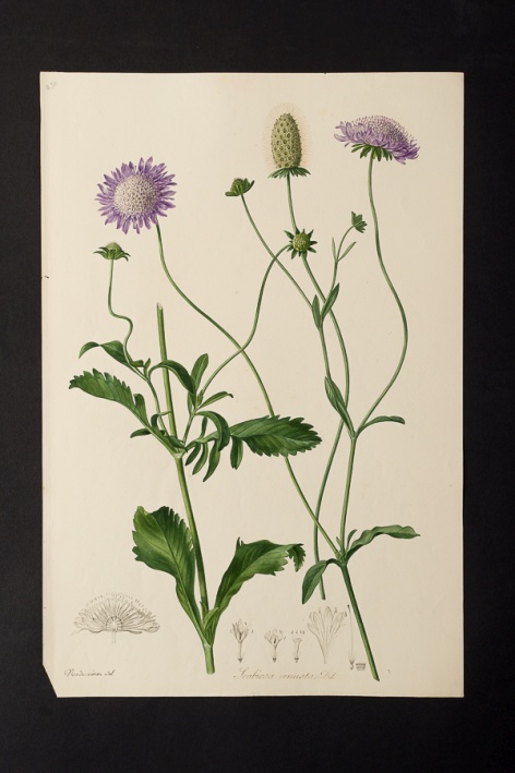 Scabiosa venusta @ Université de Montpellier - Yannick Fourié