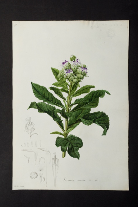 Vernonia crassa @ Université de Montpellier - Yannick Fourié