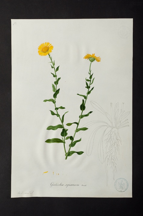 Grindelia squarrosa @ Université de Montpellier - Yannick Fourié