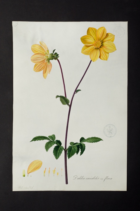 Dahlia variabilis var. flava @ Université de Montpellier - Yannick Fourié