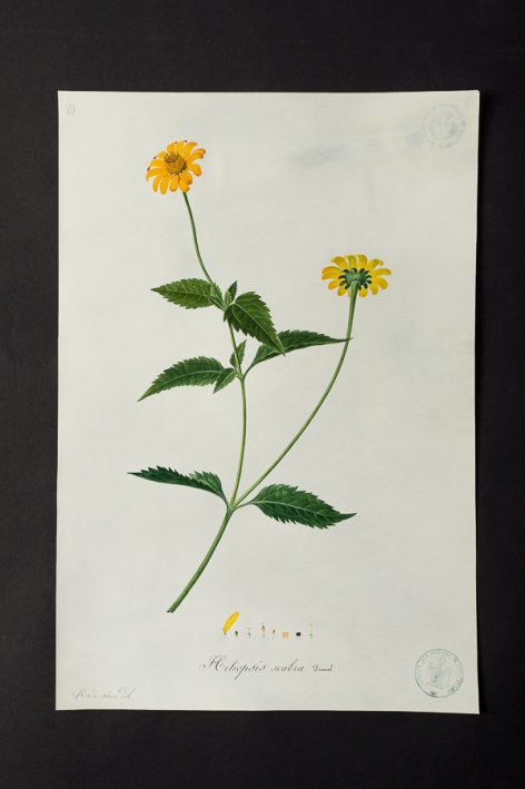 Heliopsis scabra @ Université de Montpellier - Yannick Fourié