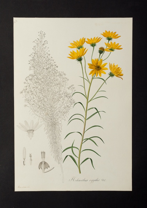 Helianthus orgyalis @ Université de Montpellier - Yannick Fourié