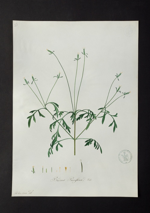 Bidens parviflora @ Université de Montpellier - Yannick Fourié