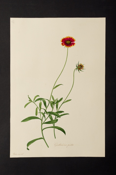 Gaillardia picta @ Université de Montpellier - Yannick Fourié