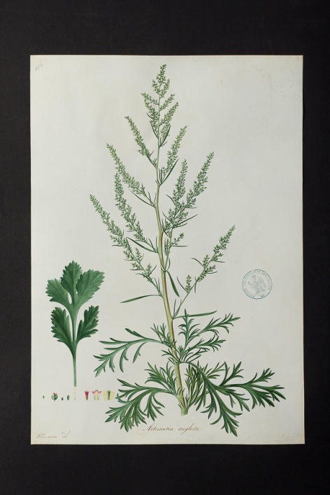 Artemisia neglecta @ Université de Montpellier - Yannick Fourié