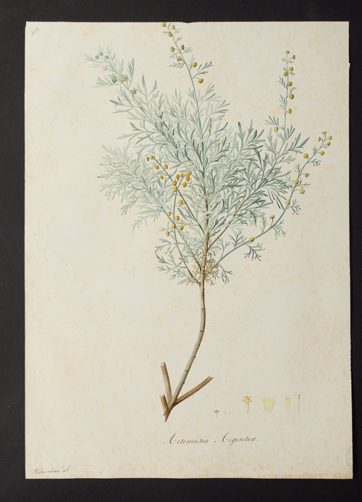 Artemisia argentea @ Université de Montpellier - Yannick Fourié