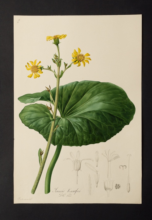 Senecio kæmpferi @ Université de Montpellier - Yannick Fourié