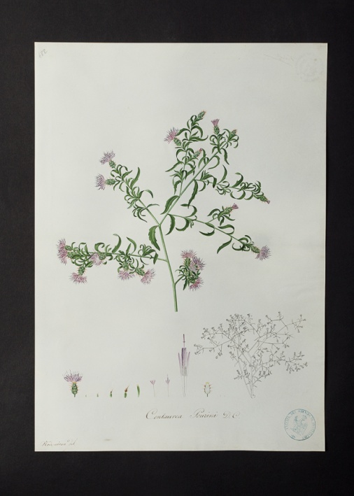 Centaurea pouzini @ Université de Montpellier - Yannick Fourié