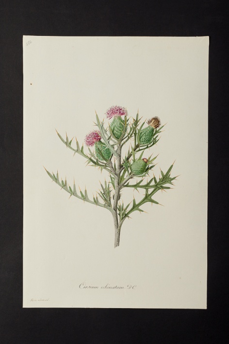 Cirsium echinatum @ Université de Montpellier - Yannick Fourié