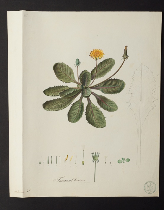 Taraxacum obovatum @ Université de Montpellier - Yannick Fourié