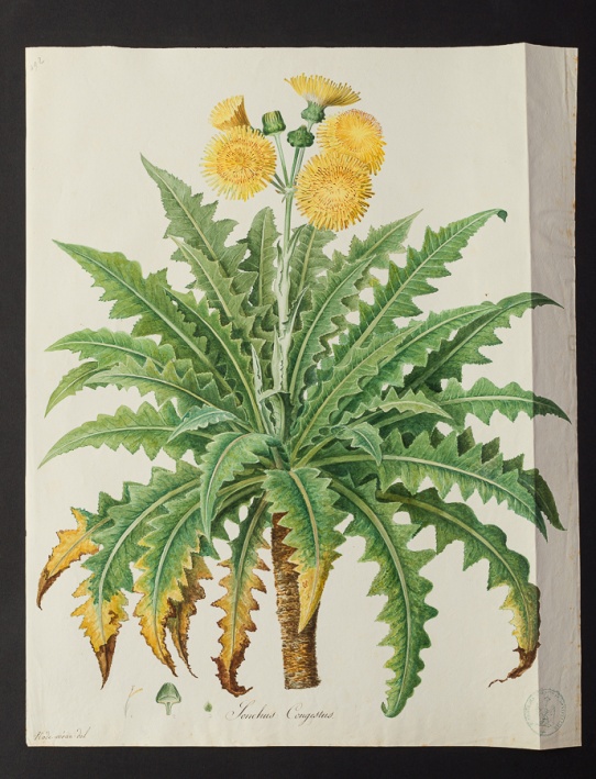 Sonchus congestus @ Université de Montpellier - Yannick Fourié