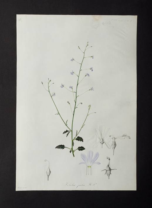 Lobelia picta @ Université de Montpellier - Yannick Fourié