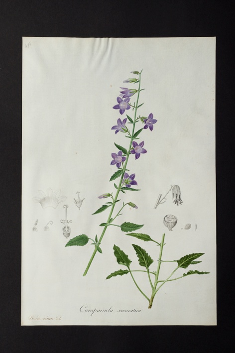 Campanula sarmatica @ Université de Montpellier - Yannick Fourié