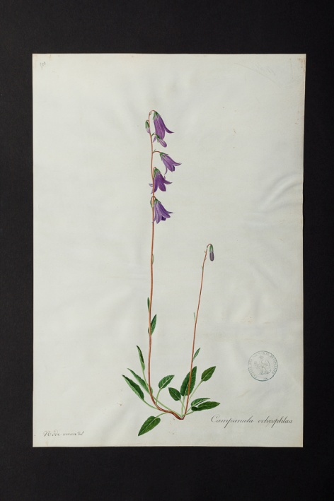 Campanula ochrophlæa @ Université de Montpellier - Yannick Fourié