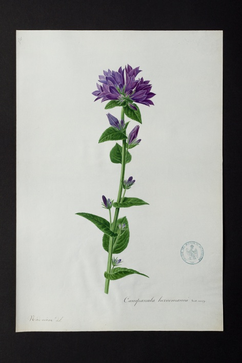 Campanula hornemanni @ Université de Montpellier - Yannick Fourié