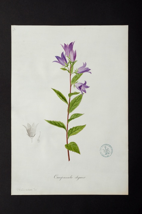 Campanula elegans @ Université de Montpellier - Yannick Fourié