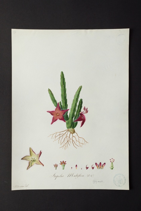 Stapelia multiflora @ Université de Montpellier - Yannick Fourié