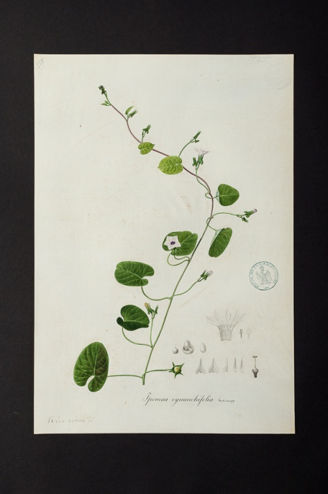 Ipomœa cynanchifolia @ Université de Montpellier - Yannick Fourié