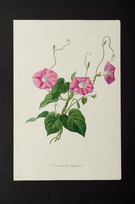 Convolvulus purpureus @ Université de Montpellier - Yannick Fourié