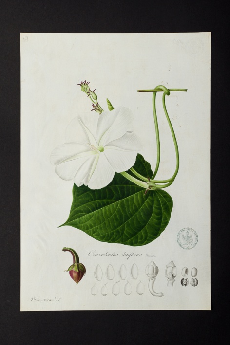 Convolvulus latiflorus @ Université de Montpellier - Yannick Fourié