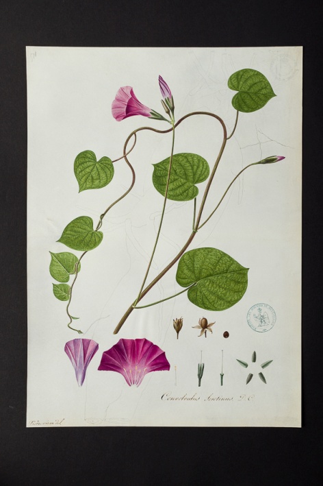 Convolvulus serotinus @ Université de Montpellier - Yannick Fourié