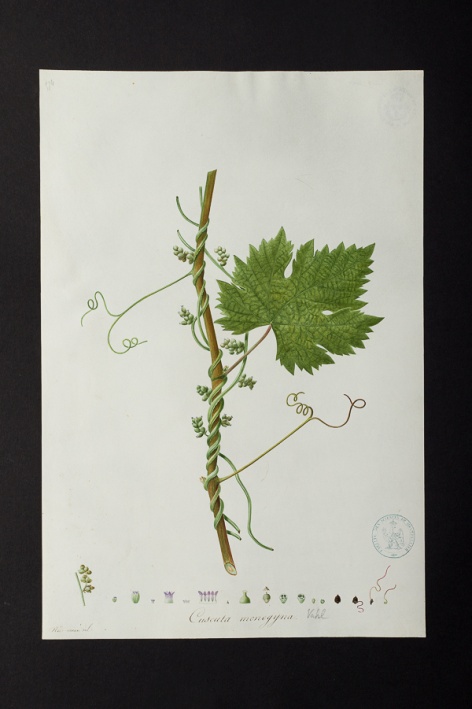 Cuscuta monogyna @ Université de Montpellier - Yannick Fourié