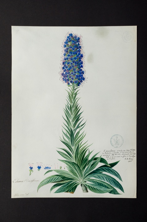 Echium densiflorum @ Université de Montpellier - Yannick Fourié