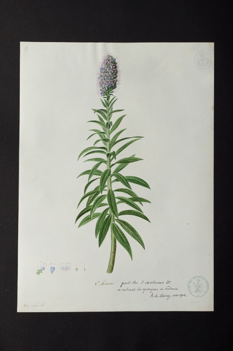 Echium sp. @ Université de Montpellier - Yannick Fourié