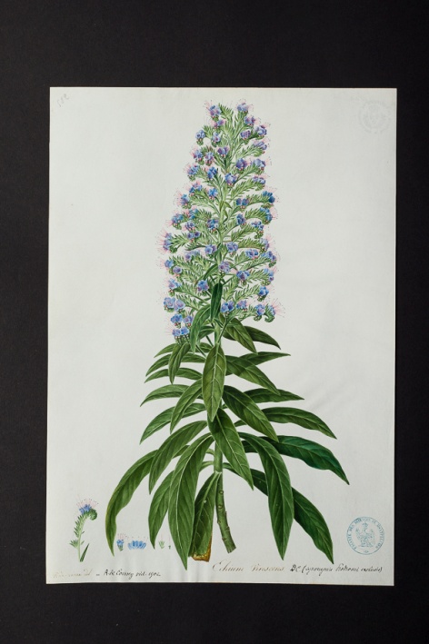 Echium virescens @ Université de Montpellier - Yannick Fourié