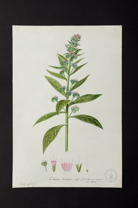 Echium strictum @ Université de Montpellier - Yannick Fourié